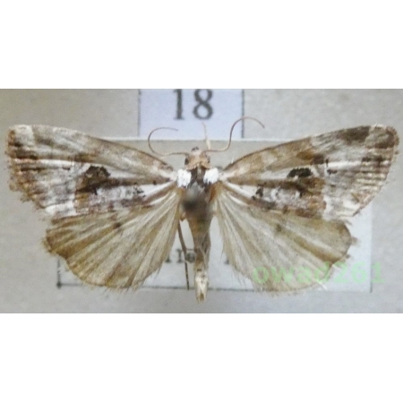 Elaphria venustula (Hübner, 1790) Slovakia18